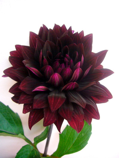 ブラックキャット