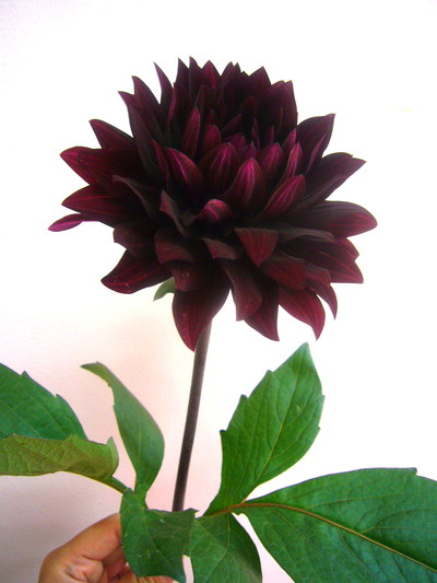 ブラックキャット