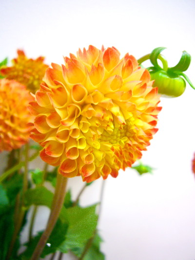 Mポンポンオレンジ