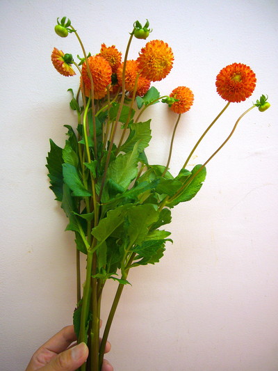 Mポンポンオレンジ