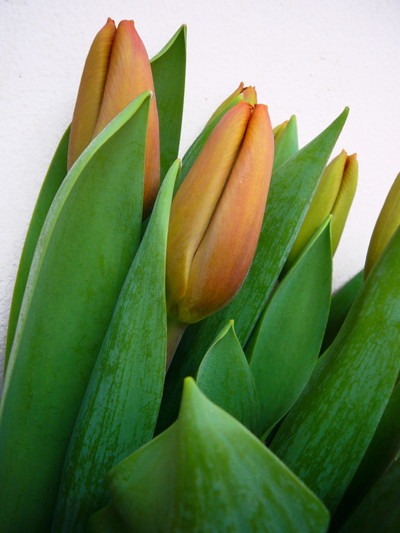 ブラウンシュガー