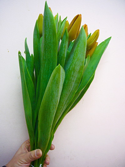 ブラウンシュガー