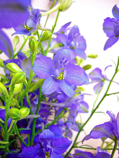 R.ブルースイング