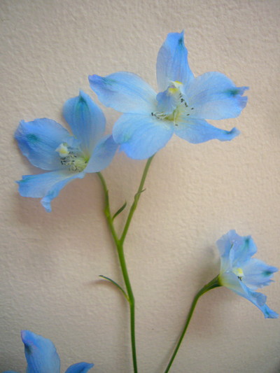 SP.スーパーシフォン