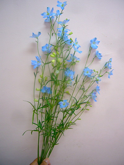 SP.スーパーシフォン