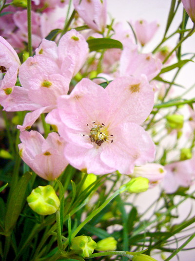 SP.ハッピーピンク