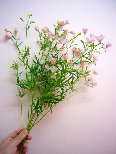 SP.ハッピーピンク