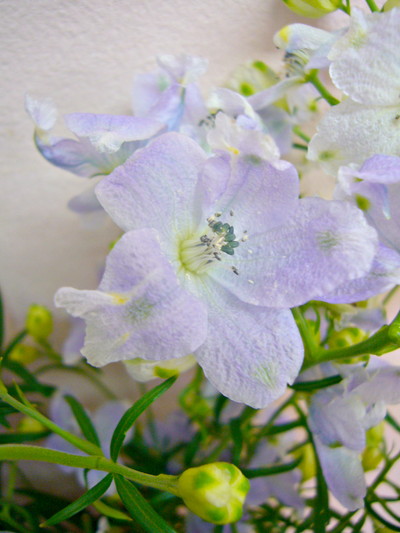 SP.パステルラベンダー