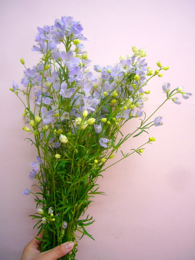 SP.パステルラベンダー