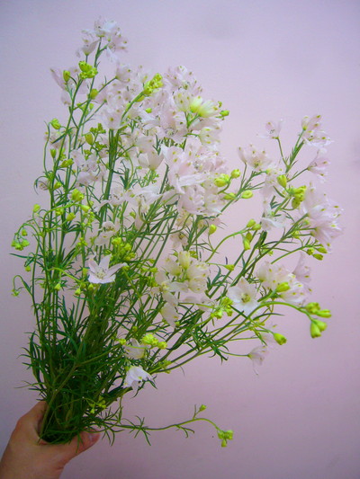 SP.ラブリークイーン