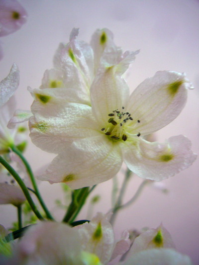 SP.ラブリークイーン