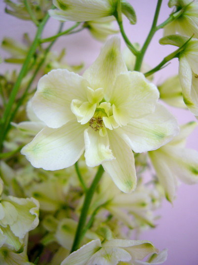 トリックイエロー