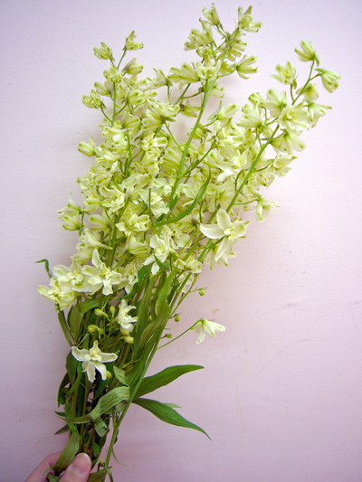 トリックイエロー