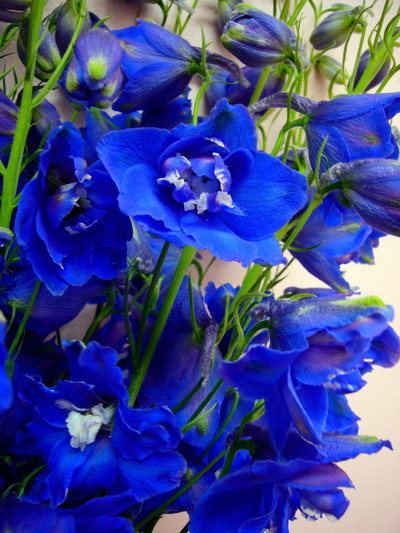 トリトンブルー