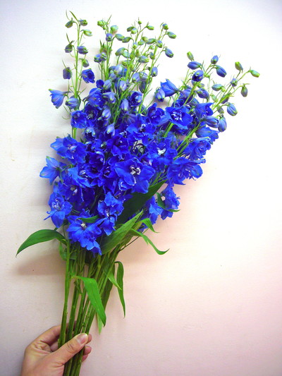 トリトンブルー