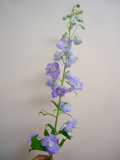 トリトンラベンダー