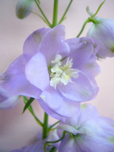 トリトンラベンダー