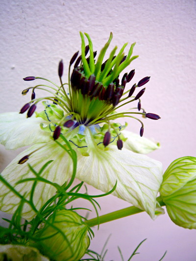 アフリカンブライド