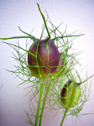 ブラックポッド