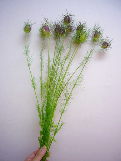 ブラックポッド