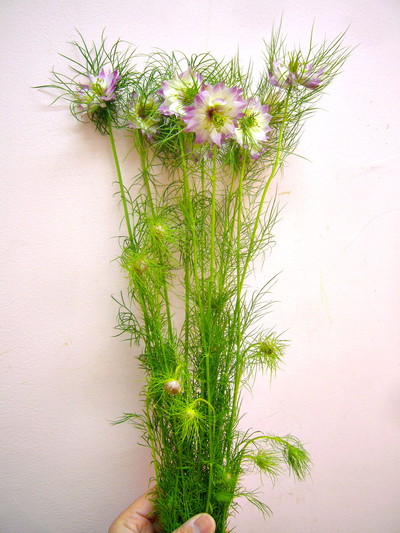 マルベリーローズ