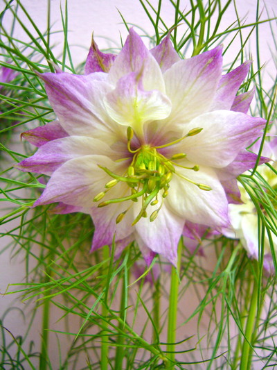 マルベリーローズ