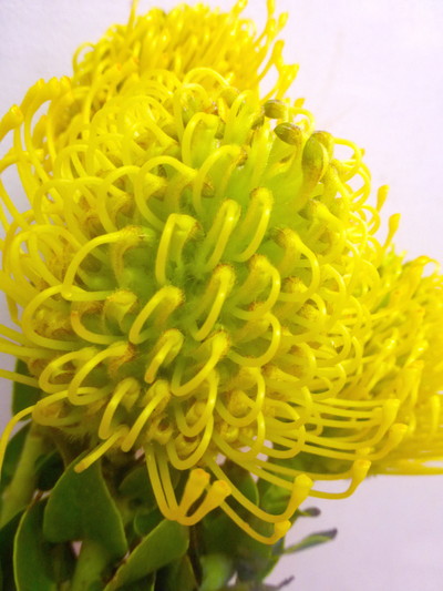 PC.ハイゴールド