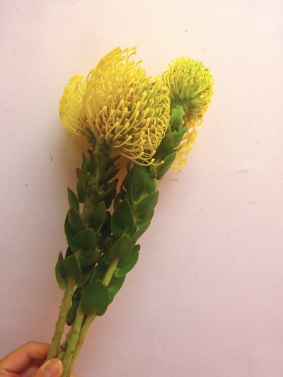 PC.ハイゴールド