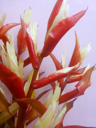 スノーホワイト