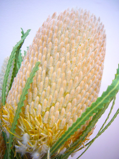 BA.フーケリアナ