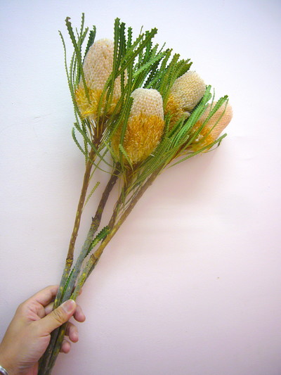 BA.フーケリアナ