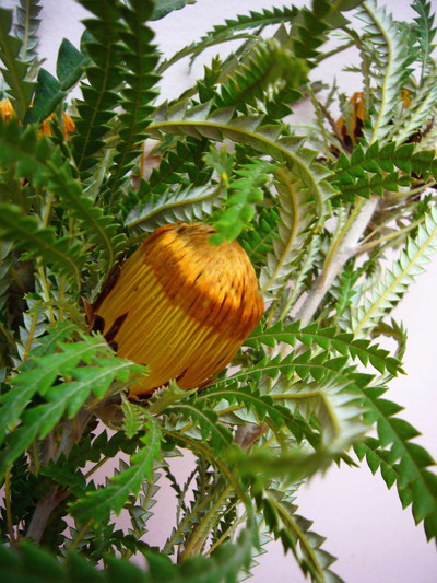 DA.フォルモーサ