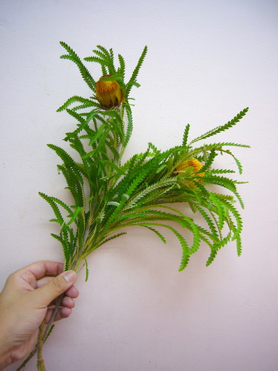 DA.フォルモーサ