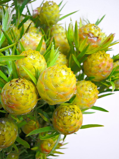 L.ケープスパイス