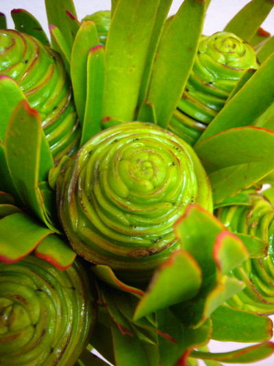 L.プラティスター