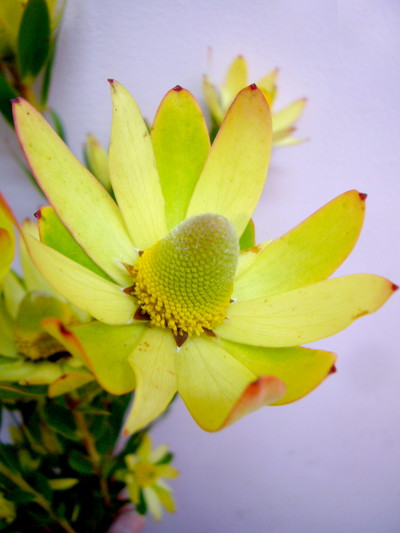 L.ライムブッシュ