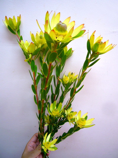 L.ライムブッシュ