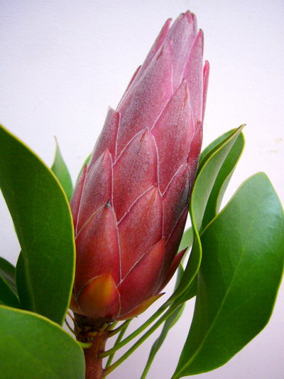 P.マディバレッド