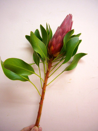 P.マディバレッド