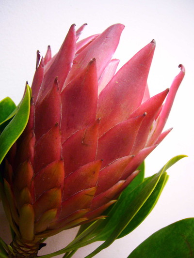 P.レッドソックス