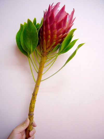 P.レッドソックス