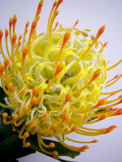 PC.ゴールディーズ