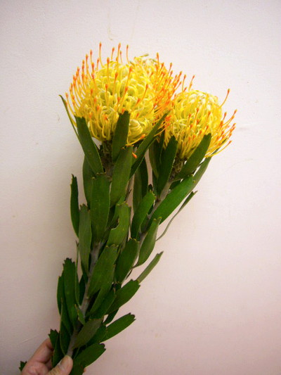 PC.ゴールディーズ