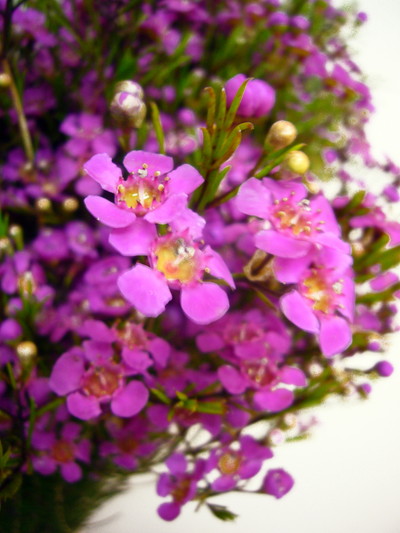 W.カーディナルクリス