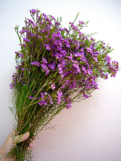 W.カーディナルクリス