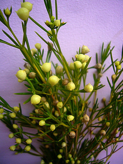 W.レモンドロップス