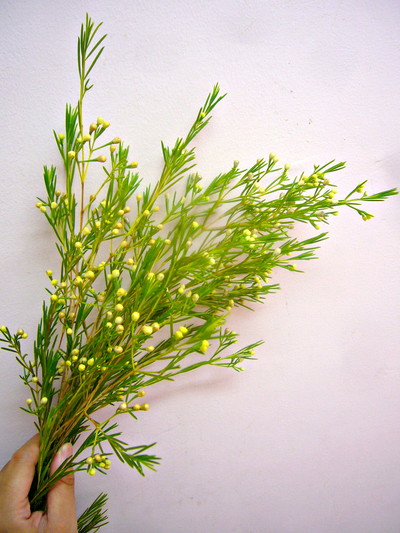 W.レモンドロップス