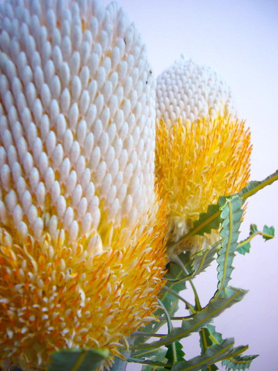 BA.プリオノート