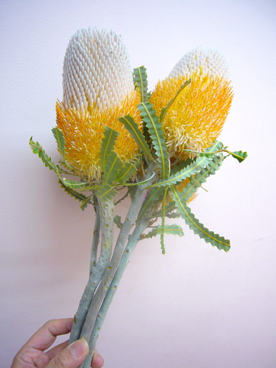 BA.プリオノート