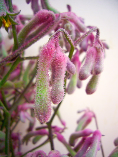 K.ピンクシルバー